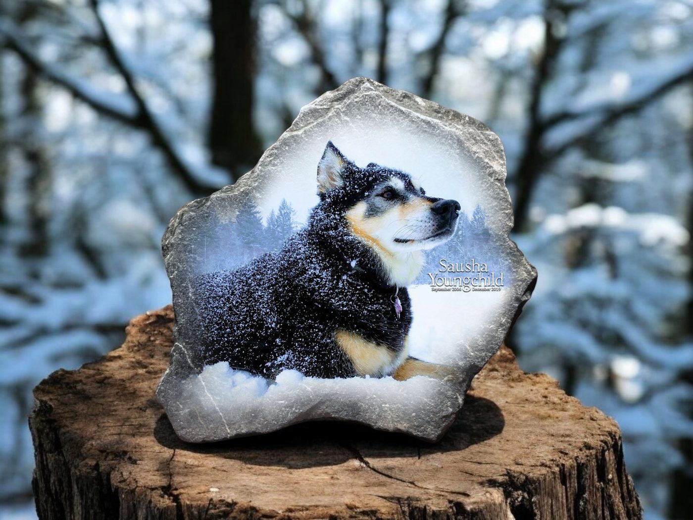 Memorial stone of Sausha Youngchild, a black and tan dog in the snow, on a tree stump in a winter forest